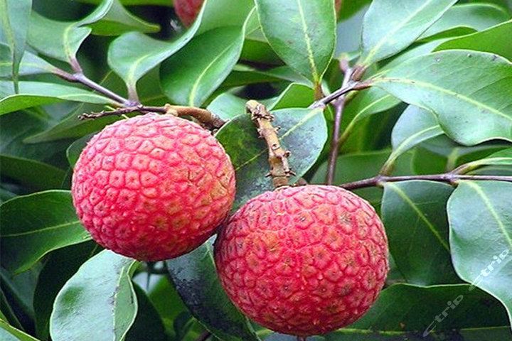 广州高佬荔枝园(120元代金券-荔枝采摘)团购-原