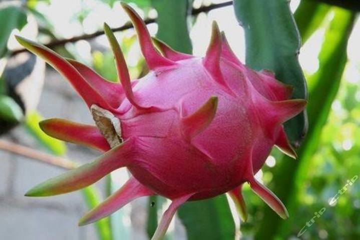 广州农家火龙果园(24元代金券-火龙果双人采摘