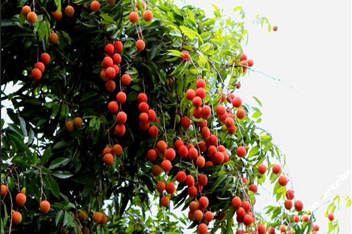 广州高佬荔枝园(120元代金券-荔枝采摘)团购-原