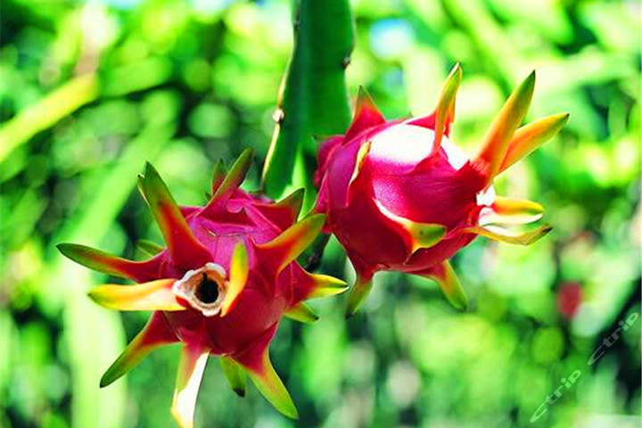 广州金萍火龙果采摘(两人入园自摘火龙果任吃