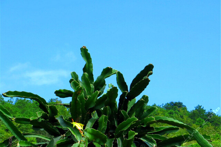 广州金萍火龙果采摘(两人入园自摘火龙果任吃