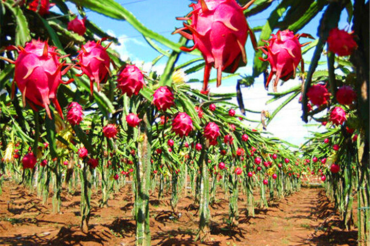 广州金萍火龙果采摘(两人入园自摘火龙果任吃