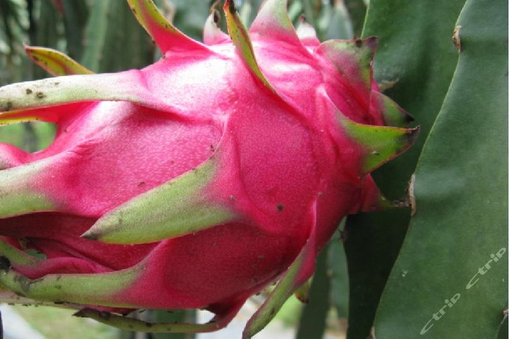 广州从化康民火龙果采摘(双人普通火龙果三斤