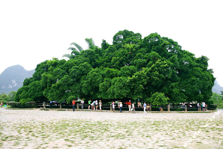 桂林大漓江船票1张+阳朔五景点套票团购-原价