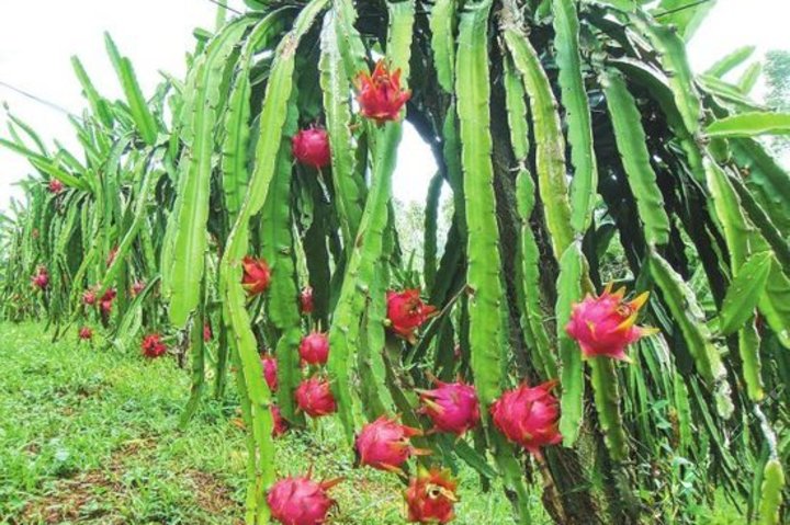 广州象山火龙果生长地区 火龙果是如何繁殖和生长