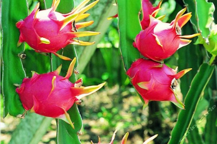 广州从化康民火龙果采摘(双人普通火龙果三斤