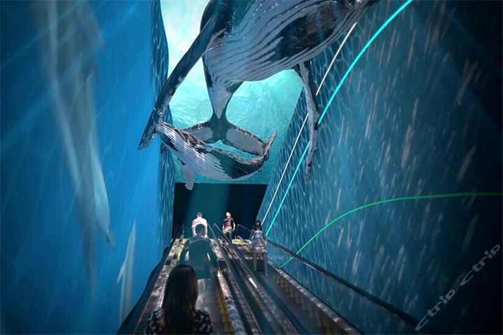 海滨城“浩海立方”海洋馆(合家欢年卡)团购-原价880元-团购仅售858元,成都景点门票团购【携程团购】