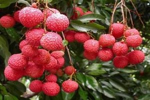 广州富力空港假日酒店(高级房-双早双晚周末套