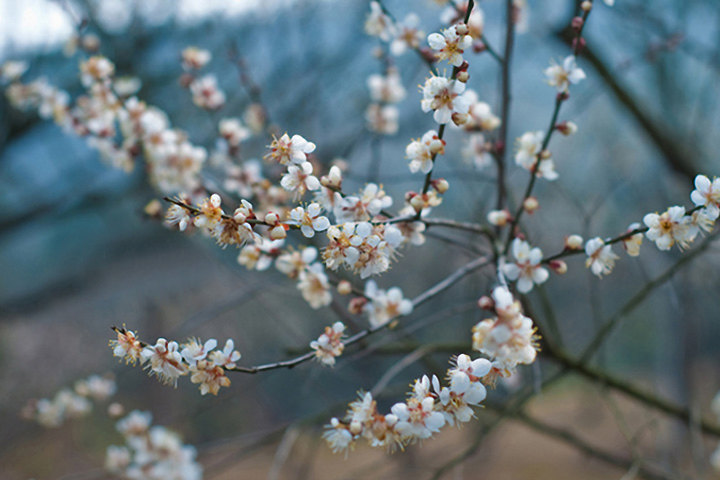 超山梅花