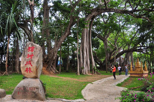 中缅边境打洛独树成林红艺人表演哈尼文化园团