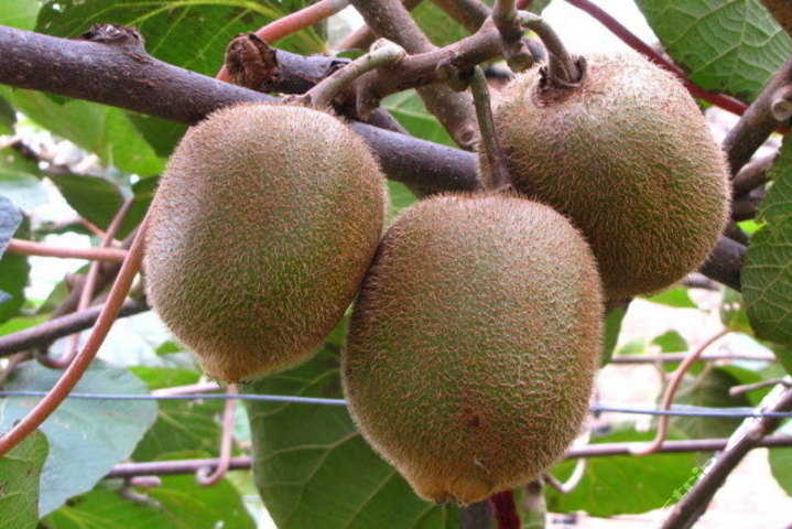 陕西屈氏秦美猕猴桃全国包邮团购-原价2.6元-团