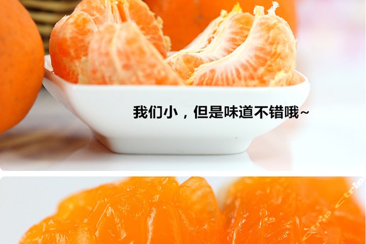 尊享衢州芦柑江浙沪包邮10斤装1箱!这次带来的