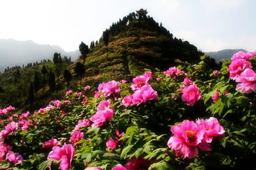 【垫江】垫江牡丹生态旅游区