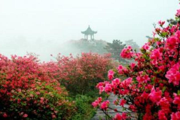 麻城龟峰山(麻城龟峰山赏杜鹃一日游)