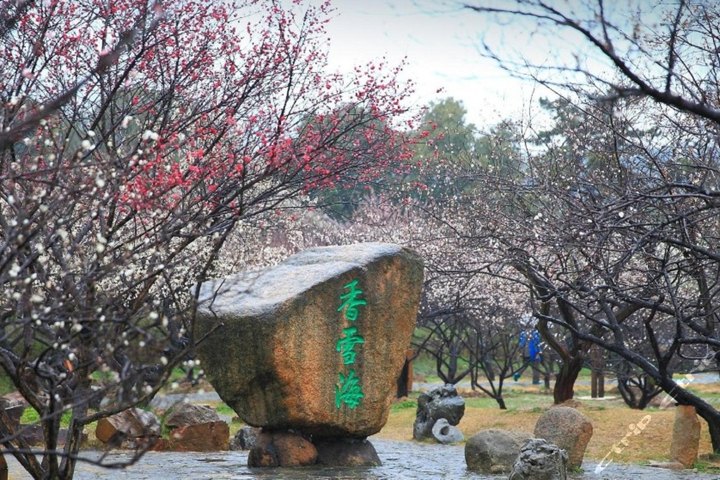 苏州水韵龙栖大酒店-豪华房 香雪海