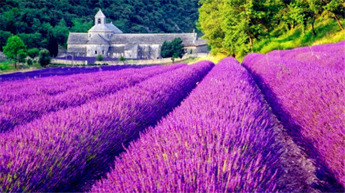 普罗旺斯薰衣草
