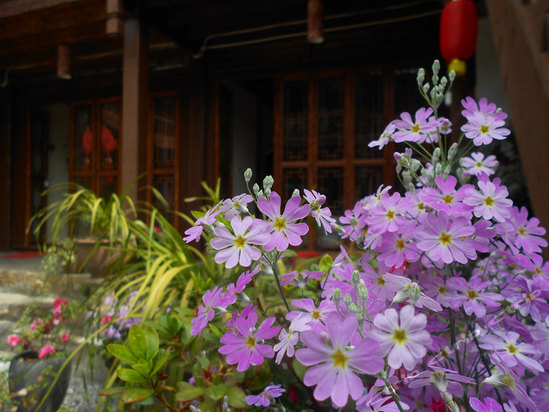丽江古城红花会馆