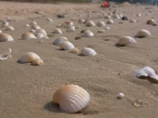 惠州霞涌黄金海岸星河洲酒店预订，惠州霞涌黄金海岸星河洲酒店酒店价格，点评，电话查询【携程酒店】