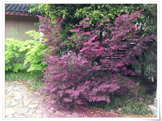 " style="color:#0066cc;cursor:pointer;">联系方式 常熟芦逸度假酒店坐落于国家5A级旅游景区、国家湿地公园沙家浜风景区内,近锡太公路,周围有沙家浜国家湿地公园、横泾桥、横泾老街等景点,出游便利。 绿波不尽尘难染,芦苇深处浮人家,园林式的酒店临湖而筑,占地20余亩,建筑面积近万平方米,拥有湖景房、亲子房等各类客房百余间,并提供棋牌室、KTV、会议室、WIFI全覆盖等娱乐和服务设施。 酒店餐厅可容纳500多人同时用餐,所推出的芦荡水席除了硕大