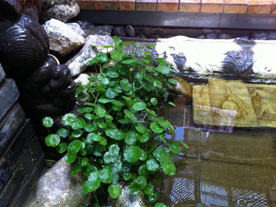 丽江花半里精品客栈v精品,丽江花半里水面精品出租别墅怀柔有客栈图片
