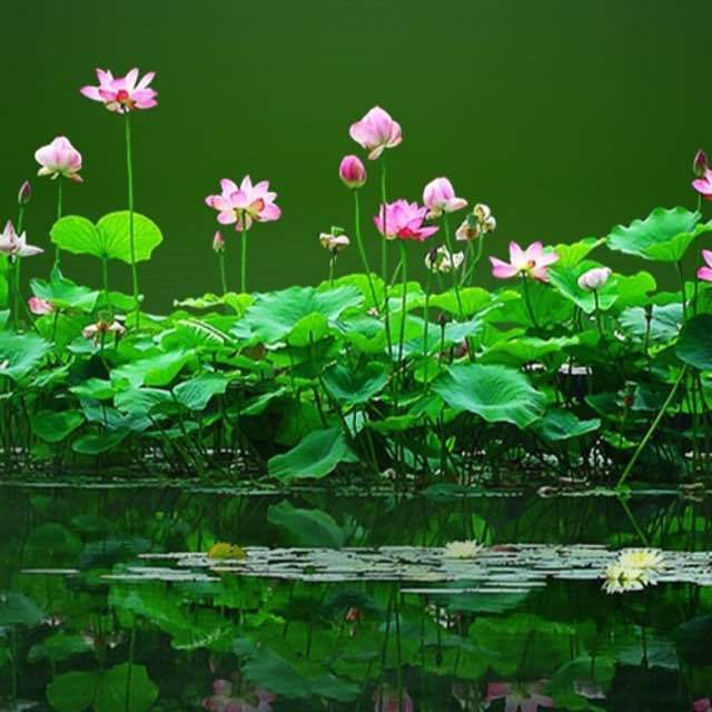 聊城汉庭精致酒店预订价格,联系电话\位置地址