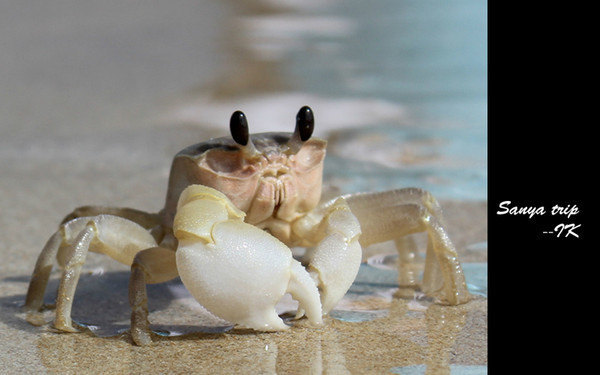 三亚这个地方东北人比较多,做什么生意好?