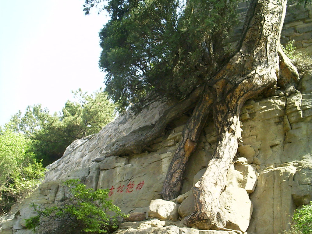 ɽ羰ʤ