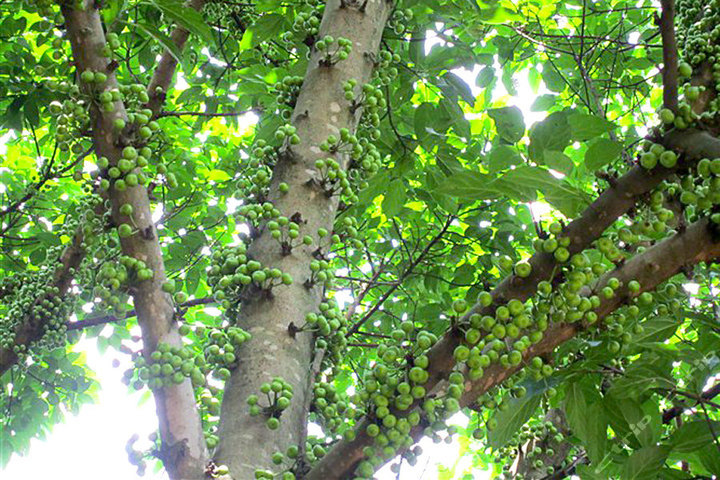 深圳溪谷农家乐一日游团购-深圳酒店团购-【携