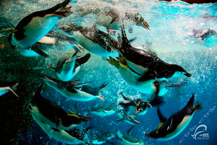 夜游青岛(夜游青岛+青岛极地海洋世界)-青岛酒