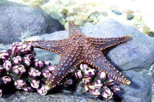 苏州海洋馆门票(成人电子票2张)团购-原价300