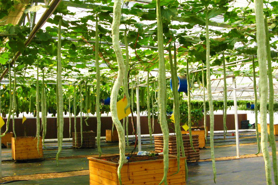 武汉黄陂农耕年华摘草莓、农家乐当地1日游-武汉团购-团购王武汉站