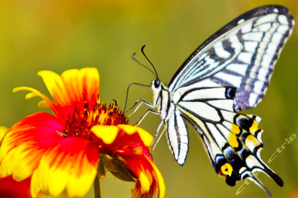 青岛世园会平日普通票+青岛崂山巨峰门票团购