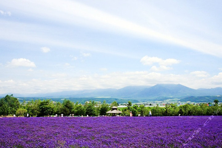 大连东方普罗旺斯熏衣草庄园(门票)-大连酒店旅