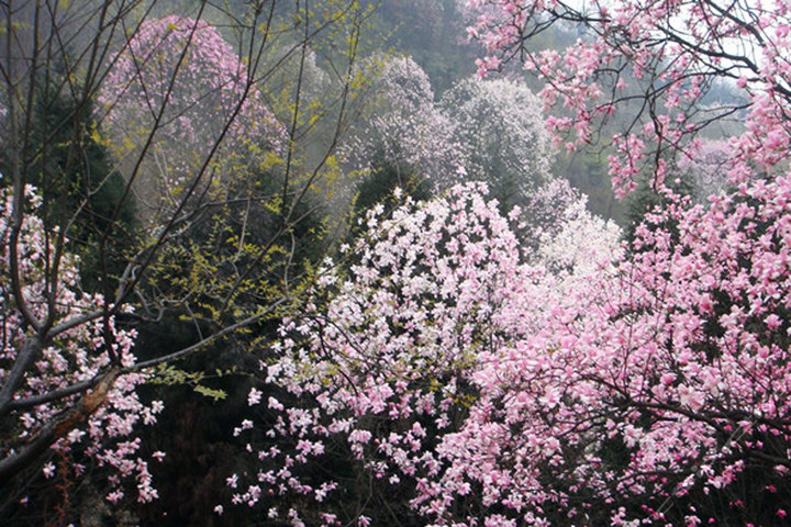 江油恒大假日(标间 药王谷辛夷花节门票)