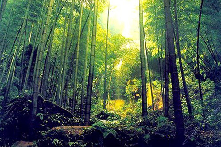 安吉中国大竹海景区门票(成人电子票1张)团购-原价45元-团购仅售35元,安吉景点门票团购【携程团购】