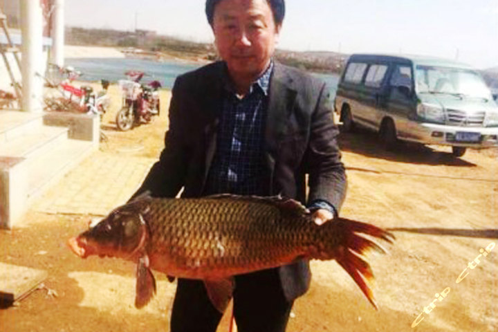 青岛黄岛区宝山镇林子村水库-蓝莓采摘门票团
