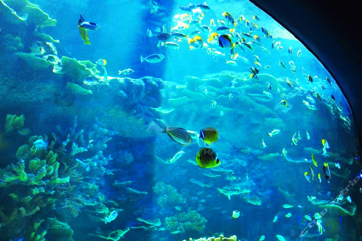 深圳滨海栈道、中英街、海洋奇梦馆一日游团购-深圳度假旅游团购-【携程团购】