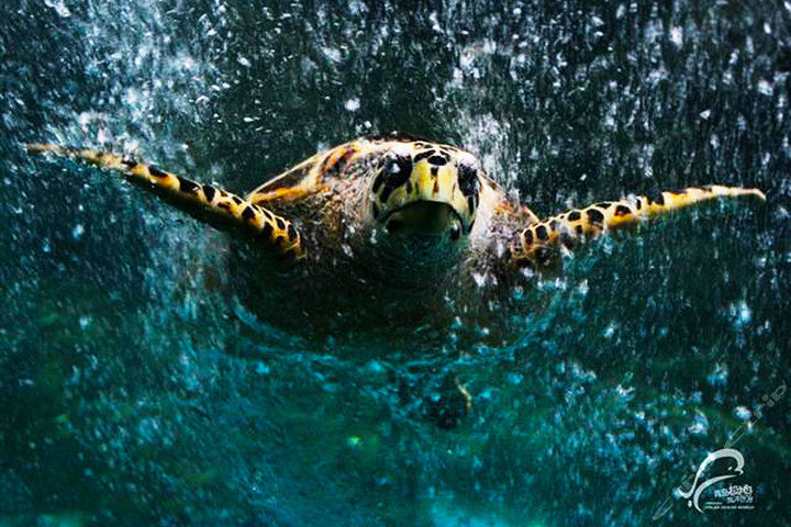 夜游青岛(夜游青岛+青岛极地海洋世界)-青岛酒