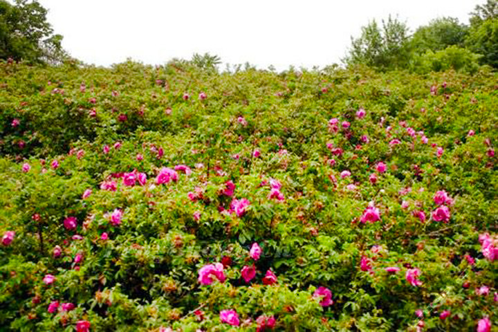 亚龙湾国际玫瑰谷(门票2张)团购-三亚景点门票团购-【携程团购】