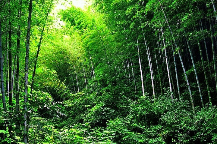 天目湖南山竹海