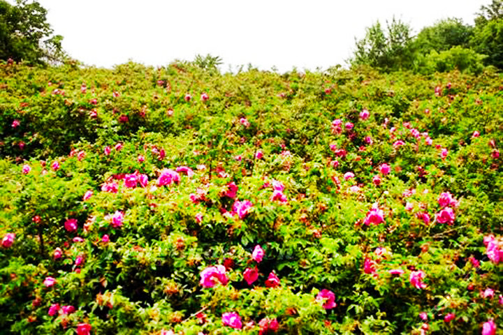 三亚亚龙湾热带天堂森林公园门票+玫瑰谷票团