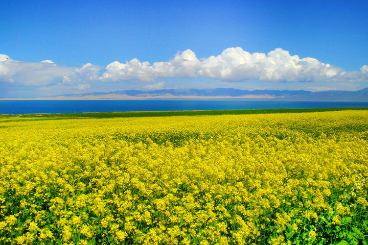 索菲亚熏衣草花海影视基地(门票)团购-北京酒店