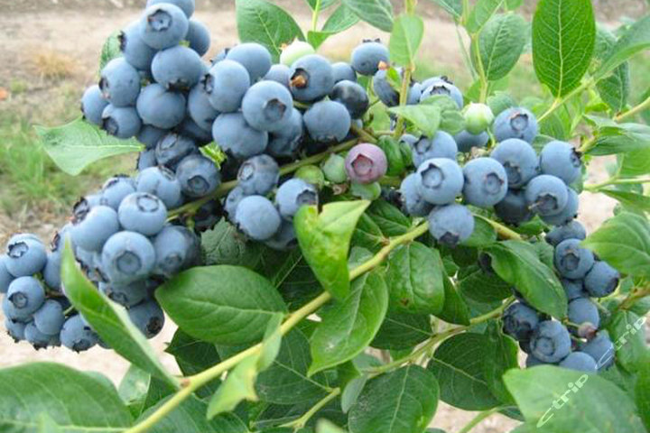 青岛黄岛区宝山镇林子村水库-蓝莓采摘门票团