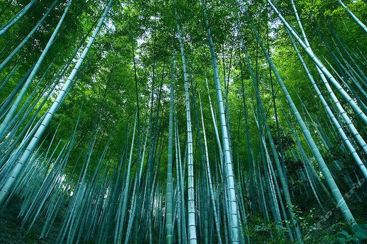 黄山木坑竹海景点门票(成人票1张)