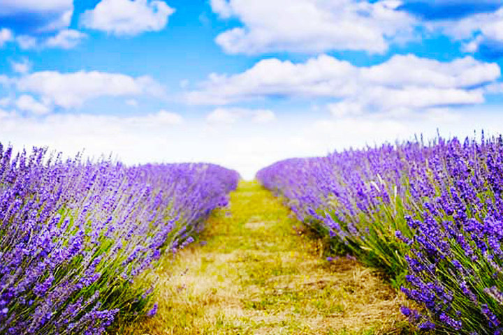 大连东方普罗旺斯熏衣草庄园(门票)团购-大连酒