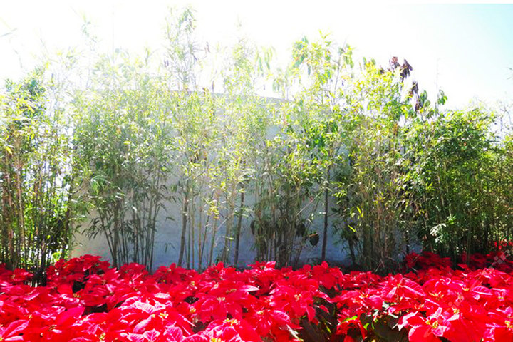 三亚亚龙湾热带天堂森林公园门票+玫瑰谷票团