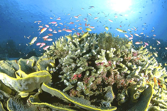 深圳小梅沙海洋世界“梦幻海洋”团购-深圳酒店团购-【携程团购】