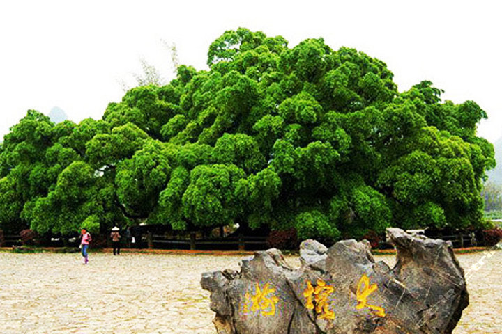 漓江阳朔纯玩2天1晚(至尊豪华贵族之旅)团购-