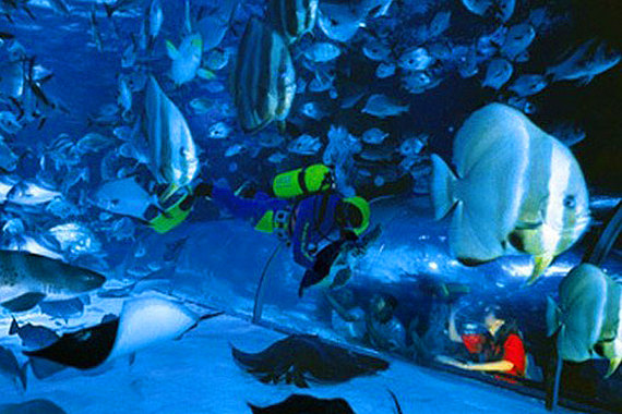 【海底金字塔】尊享大连圣亚海洋世界四馆成人电子套票1张!