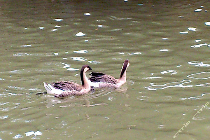 深圳溪谷农家乐一日游团购-深圳酒店团购-【携